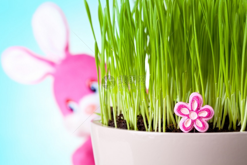 丰富多彩的坐着复活节兔子在草地后面脸对着摄像机关注粉色花朵传统图片