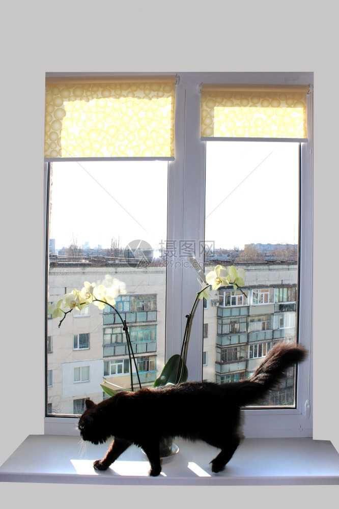 内部的黄色窗户黑猫用美丽的兰花在窗台上行走图片