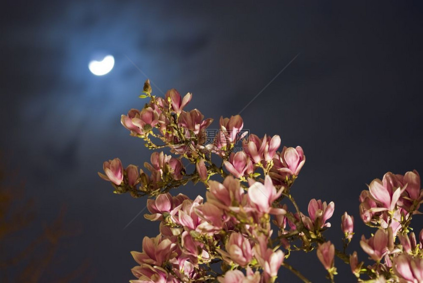 绽放与月亮同夜的马格努利亚树脆弱的茎图片