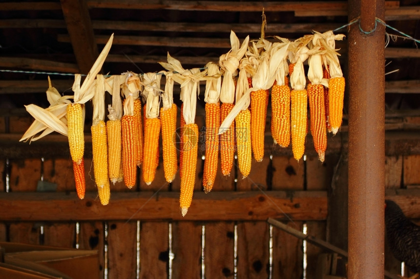 夏天这是成熟的好玉米准备扩张素食主义者白色的图片