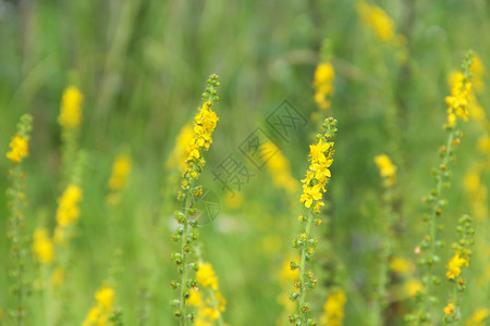 仙鹤草偏绿夏天高清图片