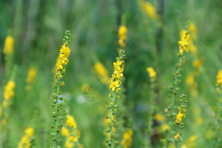 龙牙草偏绿种植园田间开花的仙鹤草黄色本植物常见的仙鹤草黄色花朵特写药用植物田间开花的仙鹤草黄色朵背景图片