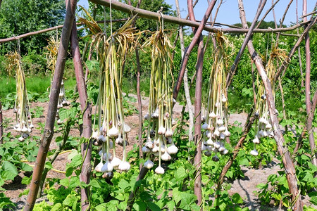 花园葱科蔬菜大蒜磨干图片