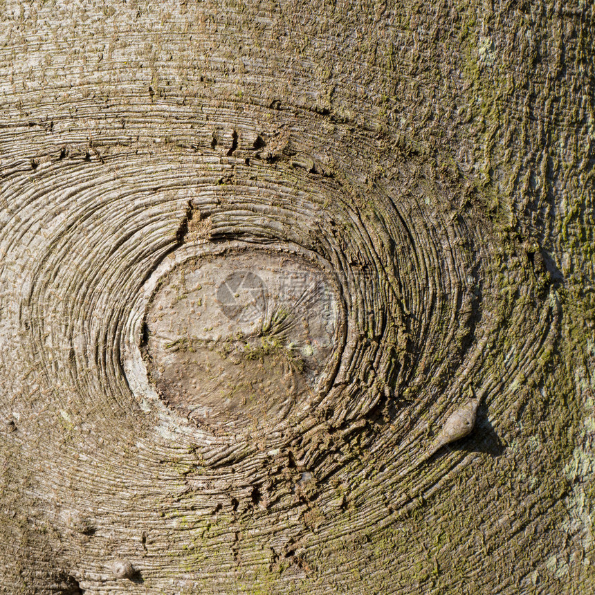 有条纹的抽象山毛榉树皮植物学图片