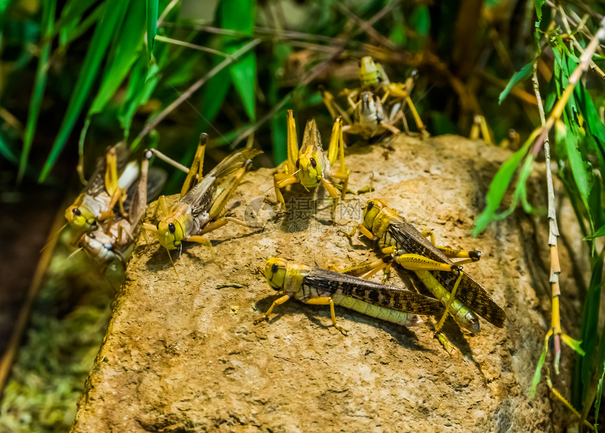 亚洲瘟疫在大型闭合中聚集一群蝗流行昆虫种宠物图片