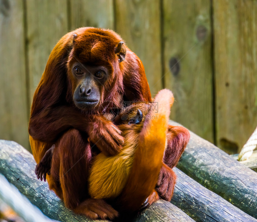 爱蒂巴西和婴儿猴子抱着她的孩普里穆特人的行为图片