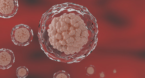 核仁生物学3d人体细胞或胚胎干显微镜底部3科学设计图片