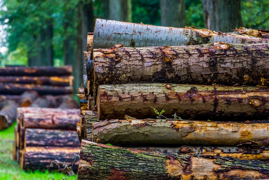 砍伐森林堆叠的欧洲在荷兰布雷达森林里被堆积的树干缝合起来图片