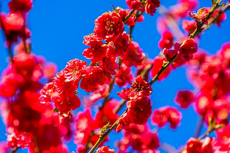 农业充满活力一种由亚西热带植物种的花朵所盛开一棵美圆桃树图片