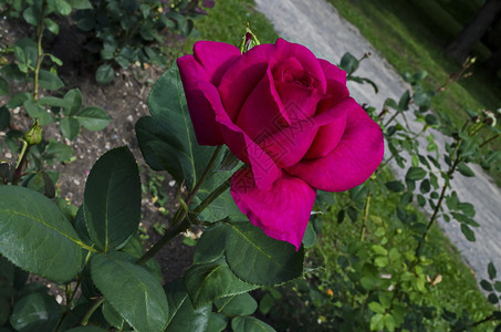 园艺保加利亚索非自然老旧西公园的红玫瑰花丛简单地优雅的图片