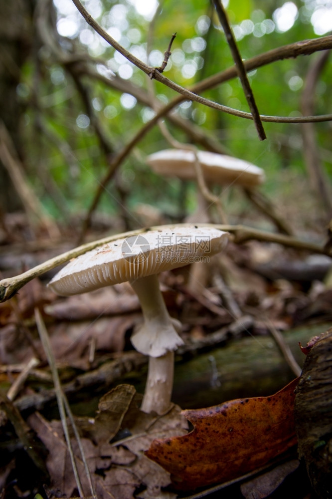 蘑菇在森林中坠落食用红色的健康图片