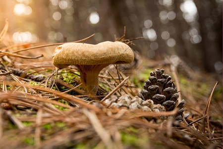 食用蘑菇在森林中坠落有机的叶子图片