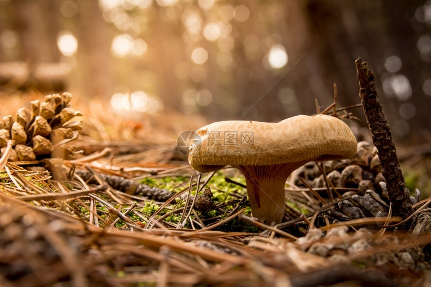 落下荒野苔藓蘑菇在森林中坠落图片