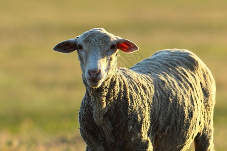 农田常设看着镜头的白色鲜美羊牧场图片