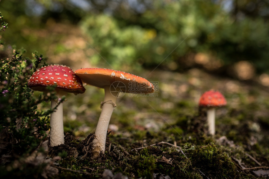 环境的雨后春笋般棕色蘑菇在森林中坠落图片