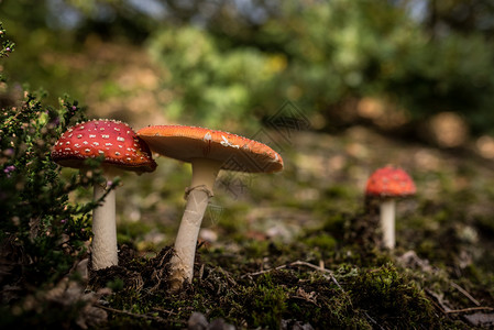 环境的雨后春笋般棕色蘑菇在森林中坠落图片