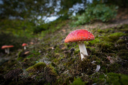 木头蘑菇在森林中坠落食用绿色图片