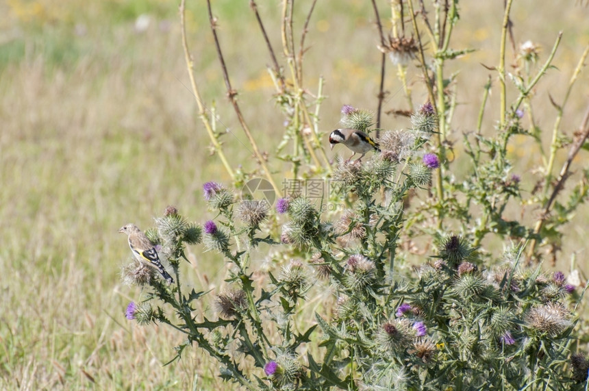 Goldfinch粘在一颗种子的顶上鸟最佳动物图片