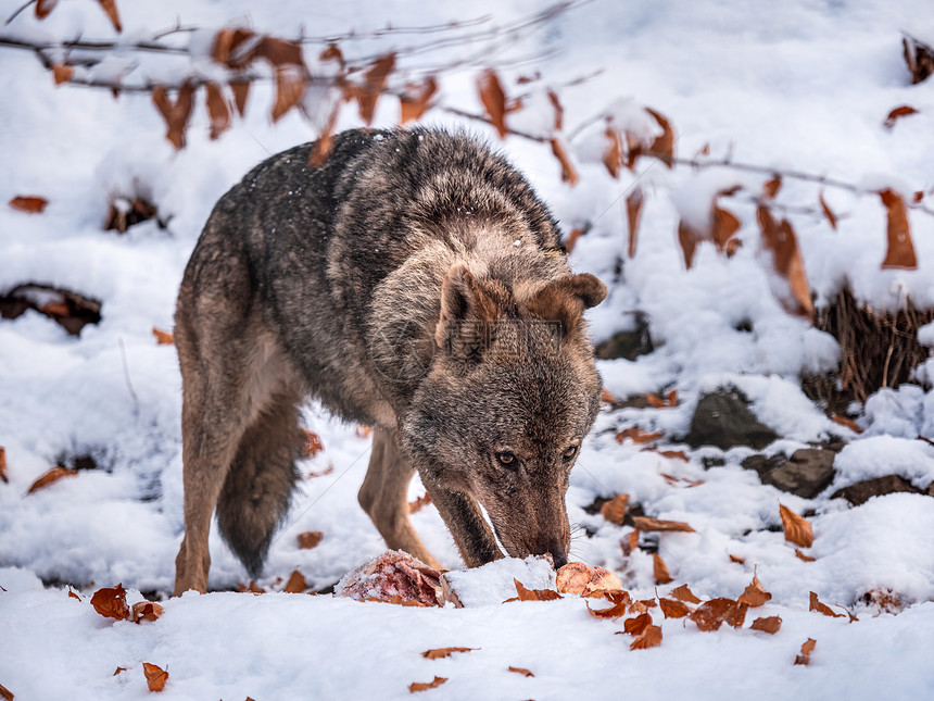 在雪的伊比利亚狼Canislupussignatus猎物森林野生动图片