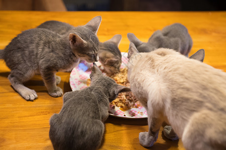 粮食补身体可爱的桌子四只东方短毛小猫从盘子上吃虎斑猫背景