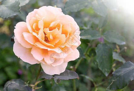 花园中的黄玫瑰朵新鲜目的美丽图片