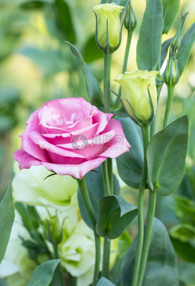 植物群细节花朵在园中的粉红玫瑰花户外图片
