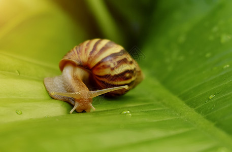 动物在绿叶的花园里有奇妙的蜗牛常见白色图片