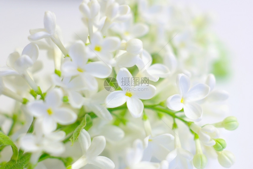 庆祝脆弱美丽的白春花深爱浪漫背景美丽柔软的花朵发光白色鲜花充满活力的新鲜花明亮的正面爱情鼓舞人心背景清净春天花瓣图片