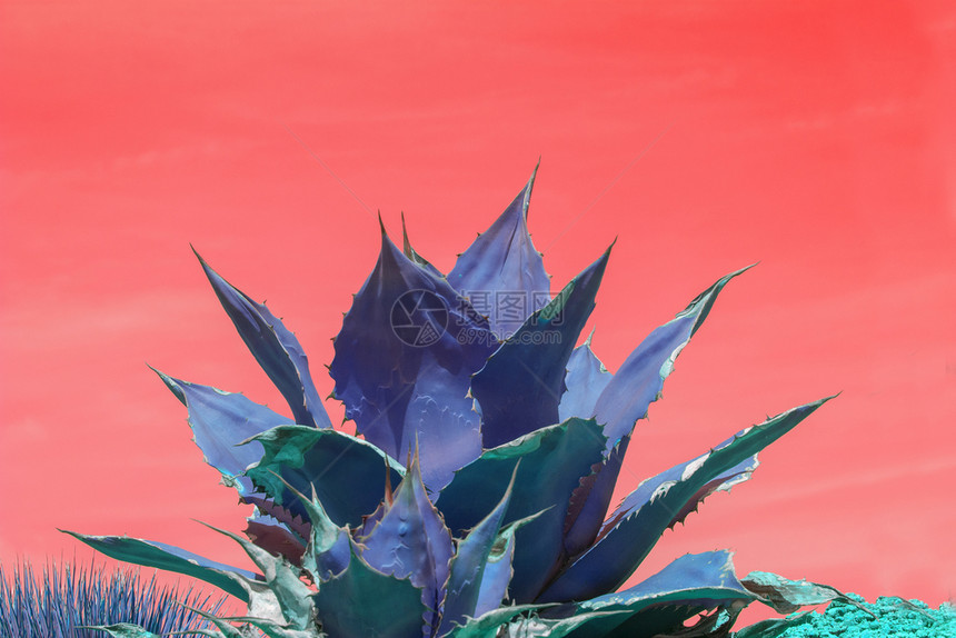 与粉红橙色天空对抗的超现实抽象蓝苏普勒网形仙人掌超现实主义抽象蓝色苏普兰开关生长植物荒野图片