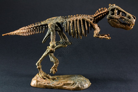 蜥蜴恐龙暴T雷克斯雕像骨架在黑色背景上trex玩具进化骨骼图片