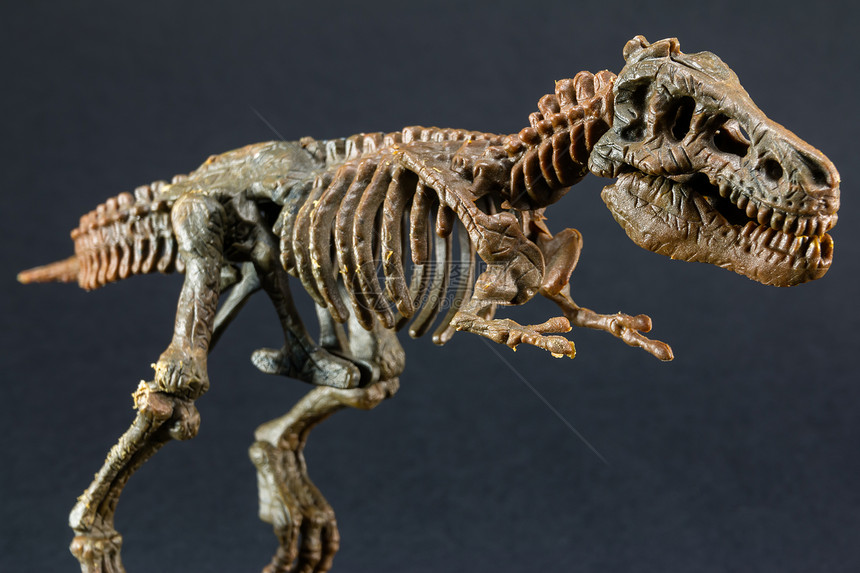 达尔文主义恐龙暴T雷克斯雕像骨架在黑色背景上trex玩具颅骨图片