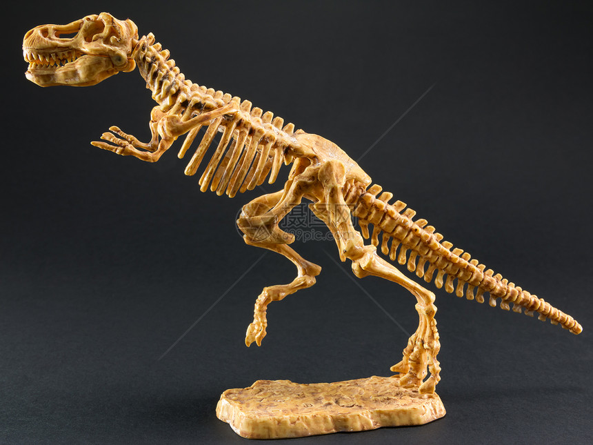 历史恐龙暴T雷克斯雕像骨架在黑色背景上trex玩具时代模型图片