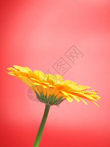 红色背景黄非洲菊图片