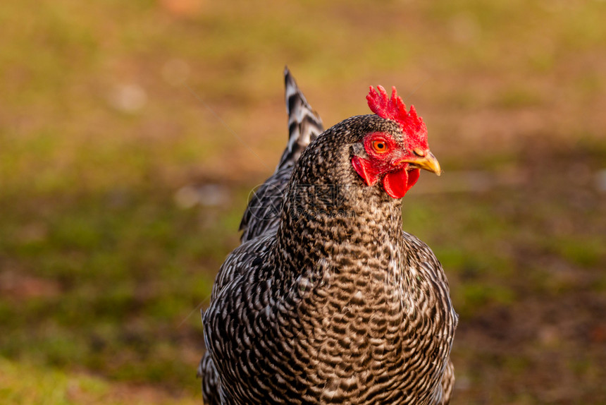 普利茅斯摇滚鸡头的侧面背景远离焦点在前面的普利茅斯摇滚鸡动物捷拉斯图片