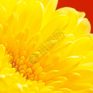 照片植物学秋天黄色菊花红底宏观拍摄图片