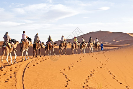 穿越沙漠的骆驼大队图片
