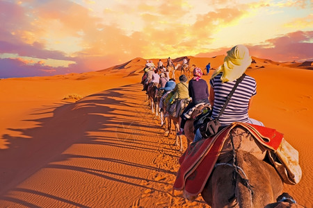 太阳哺乳动物穿越摩洛哥撒哈拉沙漠丘的骆驼大篷车摩洛哥旅游图片
