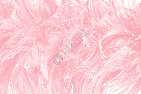 孔雀美丽的柔软粉色趋势羽毛图案布局背景爱蓬松图片