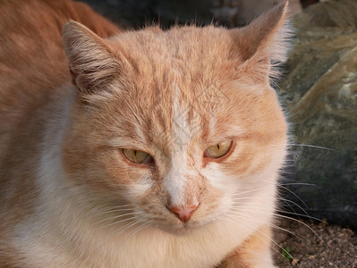 猫科动物耳朵成熟的大红猫肖像户外特写红猫肖像户外橙图片