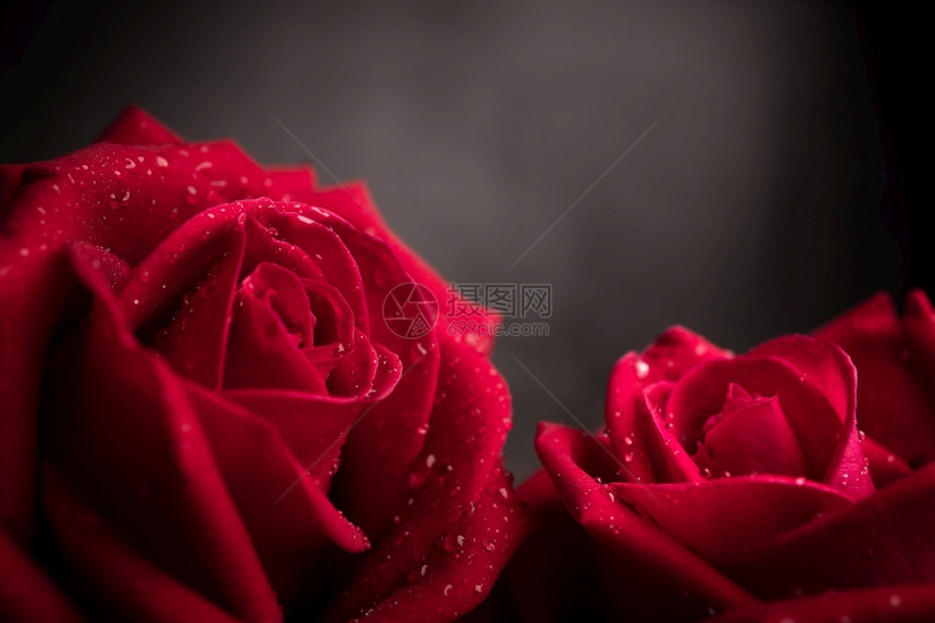 语气2个红新玫瑰在PetalPartyFloorer上放着小滴子爱情和人节的象征符号CLoseup拍摄和暗色音调情新鲜图片