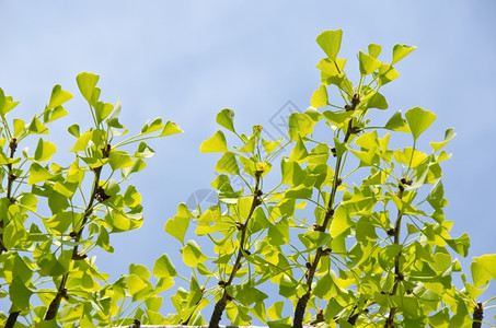 秋天季节文化Ginkgobiloba的金果树叶9月在蓝天空下图片