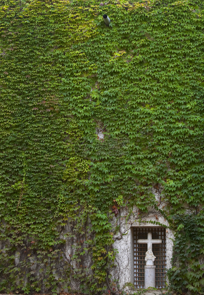 tricuspidata墙与方形旧十字石绿色干净的覆盖范围图片