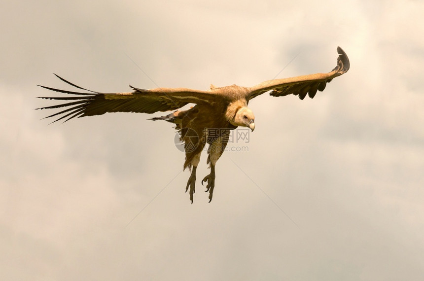 动物葛里芬秃鹰吉普斯飞过西班牙天空野生动物飞行图片