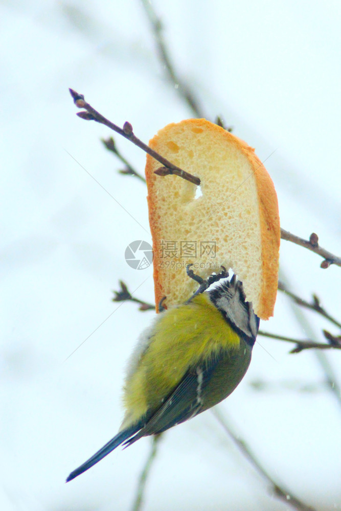 丰富多彩的鸟爪子欧亚蓝奶坐着吃面包欧亚蓝奶子坐在树枝上吃面包图片
