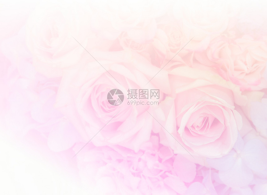 粉红花彩色柔软背景的花朵模糊浪漫优质图片