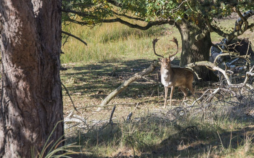 衬套在奥克托伯的霍洛兰森林里年轻的害羞小鹿荒野图片
