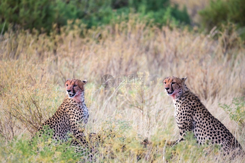 荒野猎豹在草丛中进食猎豹在草丛中进食快速地马赛图片