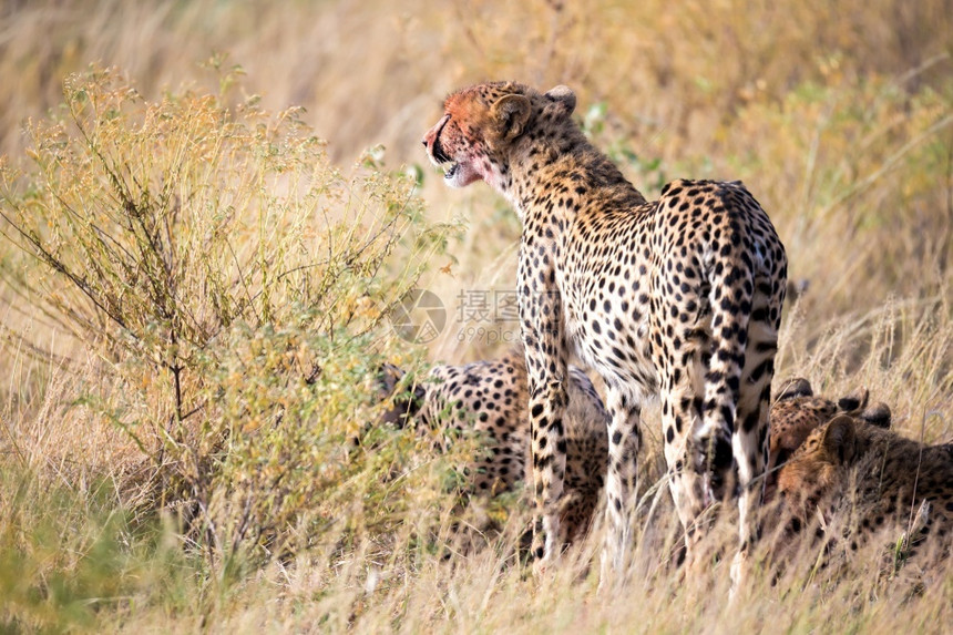 自然苹果浏览器猎豹在草丛中进食猎豹在草丛中进食肉动物图片