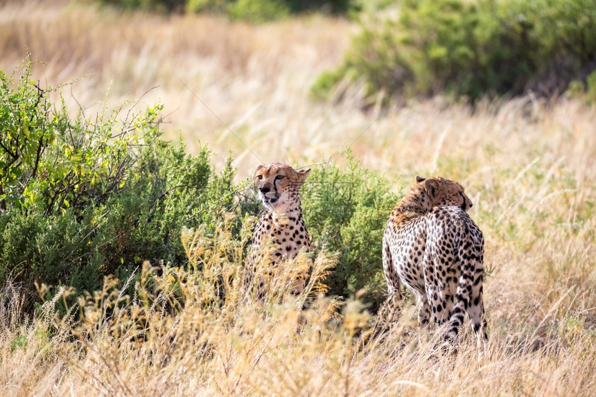 塞伦盖蒂猫科动物马拉猎豹在草丛中进食猎豹在草丛中进食图片