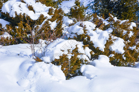 白雪覆盖的树枝圣诞节快乐的新图片